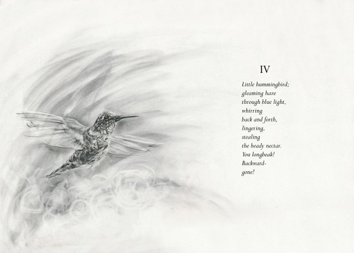 4 - Hummingbird low res